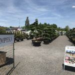 Okrasn&eacute; stromy Impeka - Mil&iacute;n - 01