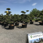 Okrasn&eacute; stromy Impeka - Mil&iacute;n - 02