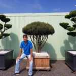 Okrasn&eacute; stromy Impeka - Mil&iacute;n - 03