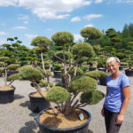 Okrasn&eacute; stromy Impeka - Mil&iacute;n - 04