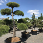 Okrasn&eacute; stromy Impeka - Mil&iacute;n - 05