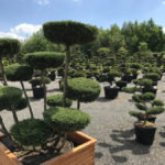 Okrasn&eacute; stromy Impeka - Mil&iacute;n - 07