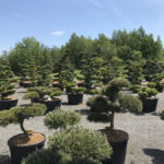 Okrasn&eacute; stromy Impeka - Mil&iacute;n - 08