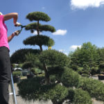 Okrasn&eacute; stromy Impeka - Mil&iacute;n - 09