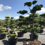 Okrasn&eacute; stromy Impeka - Mil&iacute;n - 10