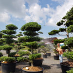 Okrasn&eacute; stromy Impeka - Mil&iacute;n - 12