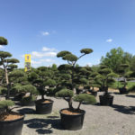 Okrasn&eacute; stromy Impeka - Mil&iacute;n - 13