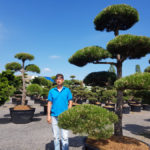 Okrasn&eacute; stromy Impeka - Mil&iacute;n - 14