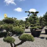 Okrasn&eacute; stromy Impeka - Mil&iacute;n - 15