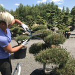 Okrasn&eacute; stromy Impeka - Mil&iacute;n - 16