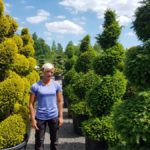 Okrasn&eacute; stromy Impeka - Mil&iacute;n - 17