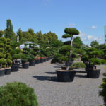 Okrasn&eacute; stromy Impeka - Mil&iacute;n - 18