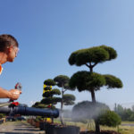 Okrasn&eacute; stromy Impeka - Mil&iacute;n - 19