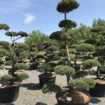 Okrasn&eacute; stromy Impeka - Mil&iacute;n - 21