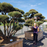 Okrasn&eacute; stromy Impeka - Mil&iacute;n - 22