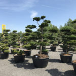 Okrasn&eacute; stromy Impeka - Mil&iacute;n - 23