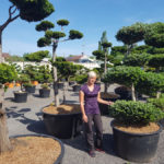 Okrasn&eacute; stromy Impeka - Mil&iacute;n - 24