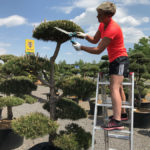 Okrasn&eacute; stromy Impeka - Mil&iacute;n - 25