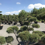 Okrasn&eacute; stromy Impeka - Mil&iacute;n - 28