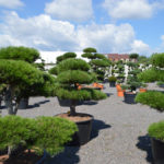 Okrasn&eacute; stromy Impeka - Mil&iacute;n - 29