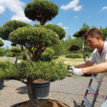 Okrasn&eacute; stromy Impeka - Mil&iacute;n - 30