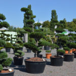 Okrasn&eacute; stromy Impeka - Mil&iacute;n - 31