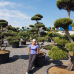 Okrasn&eacute; stromy Impeka - Mil&iacute;n - 32