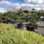 Okrasn&eacute; stromy do zahrady - 01