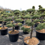 Okrasn&eacute; stromy do zahrady - 02