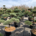 Okrasn&eacute; stromy do zahrady - 03