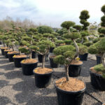 Okrasn&eacute; stromy do zahrady - 04