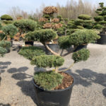 Okrasn&eacute; stromy do zahrady - 05