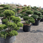 Okrasn&eacute; stromy do zahrady - 06