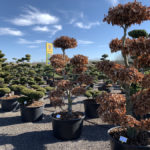 Okrasn&eacute; stromy do zahrady - 07