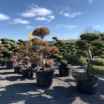 Okrasn&eacute; stromy do zahrady - 08