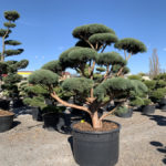 Okrasn&eacute; stromy do zahrady - 09