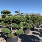 Okrasn&eacute; stromy do zahrady - 10