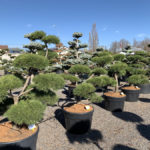 Okrasn&eacute; stromy do zahrady - 11