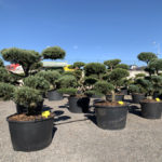 Okrasn&eacute; stromy do zahrady - 12