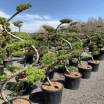 Okrasn&eacute; stromy do zahrady - 13