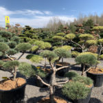 Okrasn&eacute; stromy do zahrady - 14