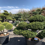 Okrasn&eacute; stromy do zahrady - 15