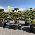 Okrasn&eacute; stromy do zahrady - 16