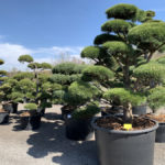 Okrasn&eacute; stromy do zahrady - 17