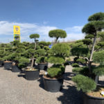 Okrasn&eacute; stromy do zahrady - 18