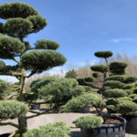 Okrasn&eacute; stromy do zahrady - 19