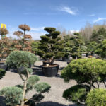 Okrasn&eacute; stromy do zahrady - 20