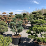 Okrasn&eacute; stromy do zahrady - 21