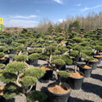 Okrasn&eacute; stromy do zahrady - 22