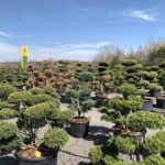 Okrasn&eacute; stromy do zahrady - 23